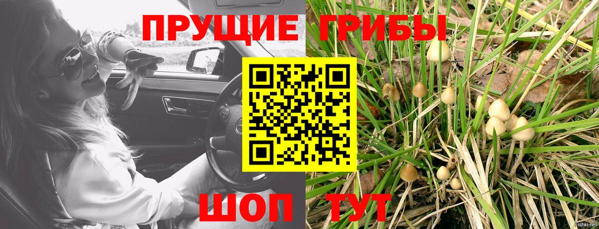 Галлюциногенные грибы Psilocybe  купить  сайты  Саяногорск  Вход с VPN 